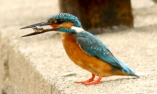 Common Kingfisher feasting on fish.