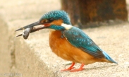Common Kingfisher feasting on fish.