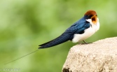 Wire-Tailed Swallow