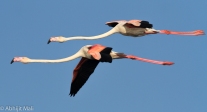 Flamingo pair in flight