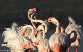 Flamingo Daily Activities